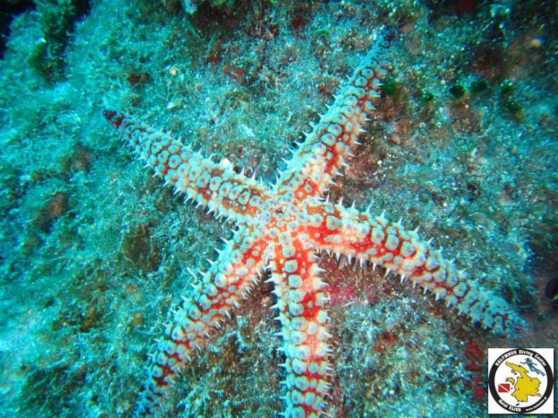 Echinoderms (Crinoids, starfish, brittle stars, seaurchins, sea